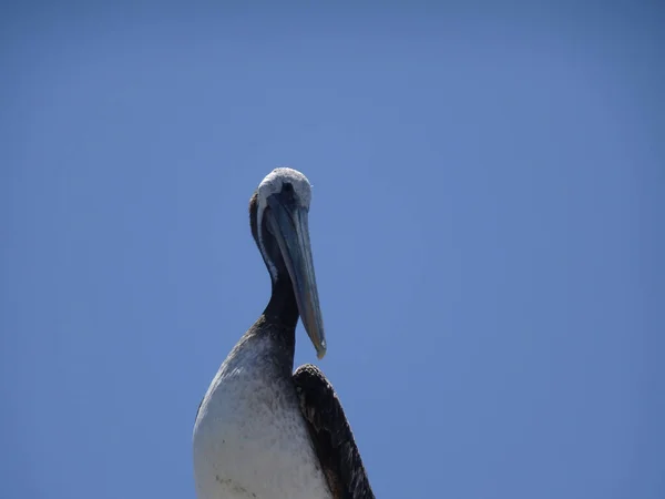 Pelecanus Caleta Portales Valparaiso Chile Pelicanus — Stock Photo, Image