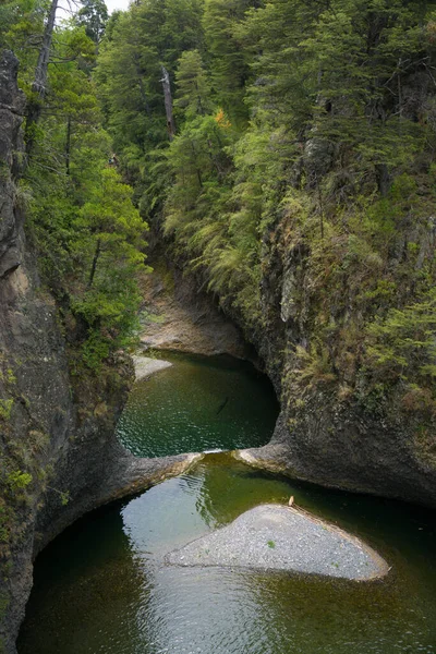 Radal Coupes Dans Région Maule Chili — Photo