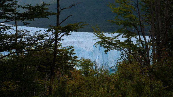 冰川的冰墙 森林前面的水中有冰块 阿根廷的Perito Moreno Glacier — 图库照片