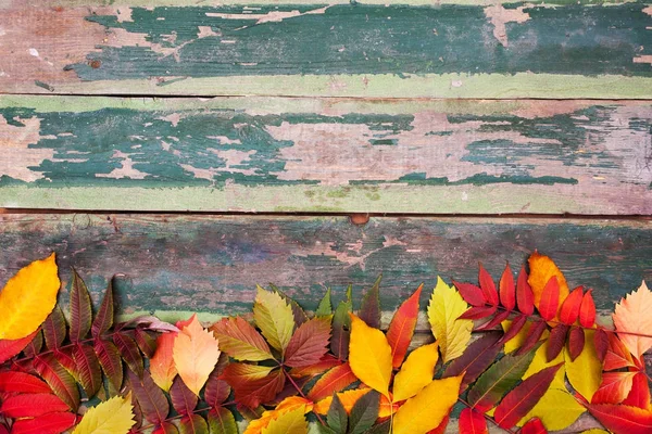 Herfst esdoorn bladeren over oude groene houten achtergrond met kopie ruimte Rechtenvrije Stockfoto's