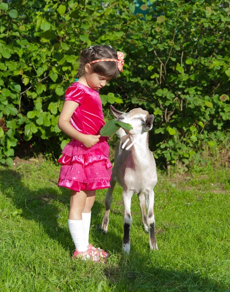 Yaz aylarında keçi ile kız — Stok fotoğraf
