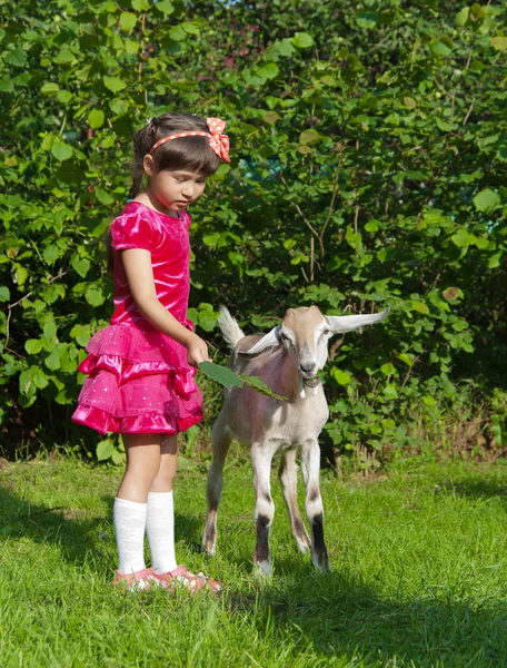 Yaz aylarında keçi ile kız — Stok fotoğraf