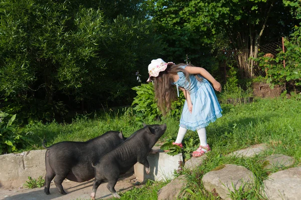Pigs and a little girl — Stock Photo, Image