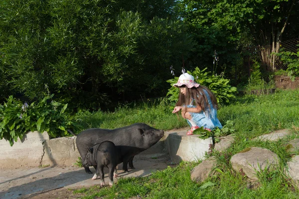 Свиньи и маленькая девочка — стоковое фото