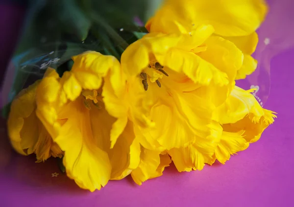 Tulipanes amarillos Primer plano —  Fotos de Stock