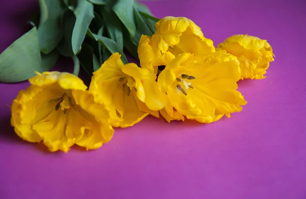 Yellow tulips close up — Stock Photo, Image