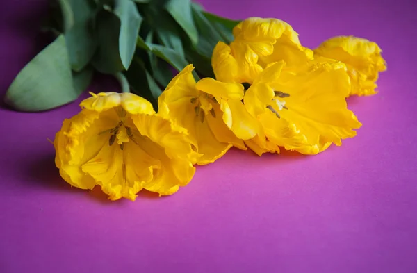 Tulipani gialli Close Up — Foto Stock