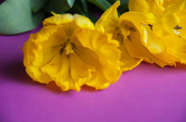 Tulipani gialli Close Up — Foto Stock