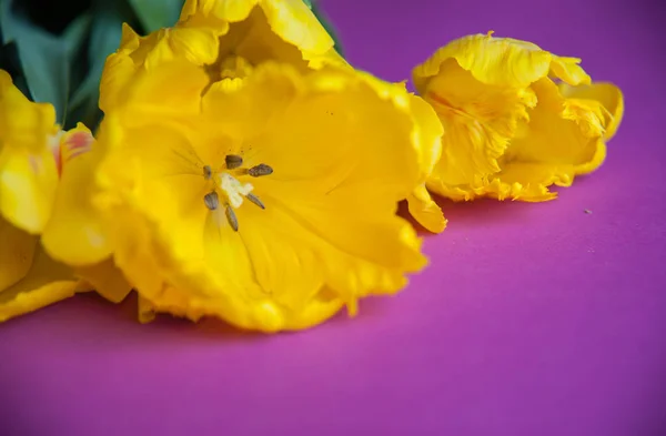 Yellow tulips close up — Stock Photo, Image