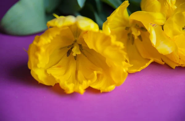 Yellow tulips close up — Stock Photo, Image