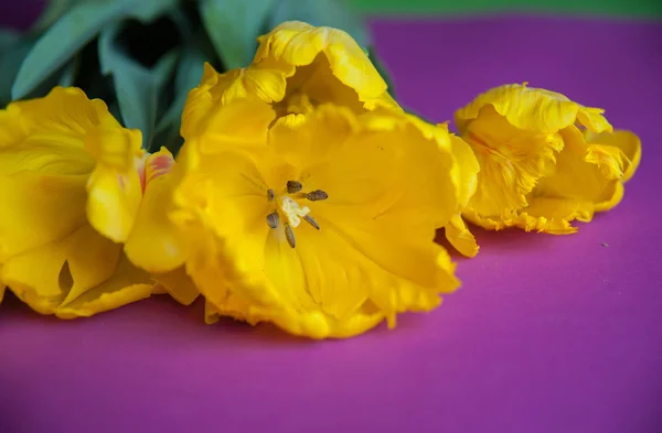 Tulipani gialli Close Up — Foto Stock