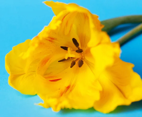 Tulipanes amarillos Primer plano —  Fotos de Stock