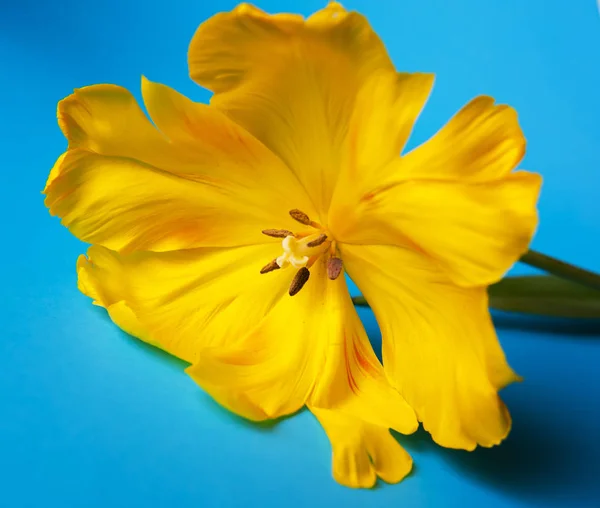 Yellow tulips close up — Stock Photo, Image