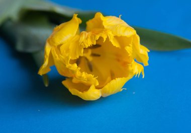 Sarı laleler Kapatın