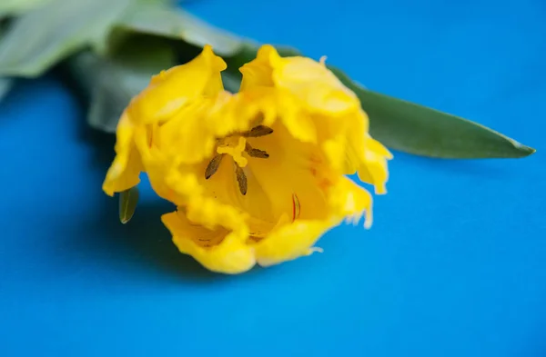 Tulipani gialli Close Up — Foto Stock