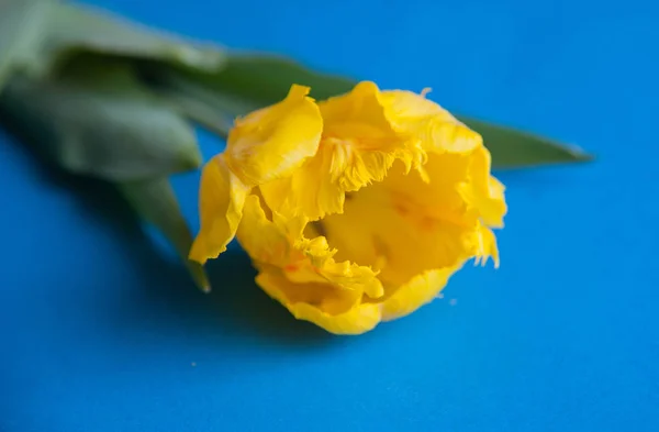 Tulipani gialli Close Up — Foto Stock