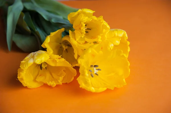 Tulipani gialli Close Up — Foto Stock