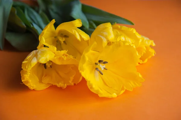 Tulipani gialli Close Up — Foto Stock