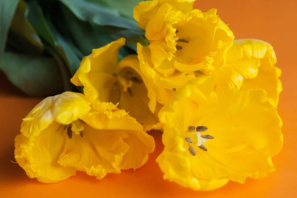 Amarelo tulipas fechar — Fotografia de Stock