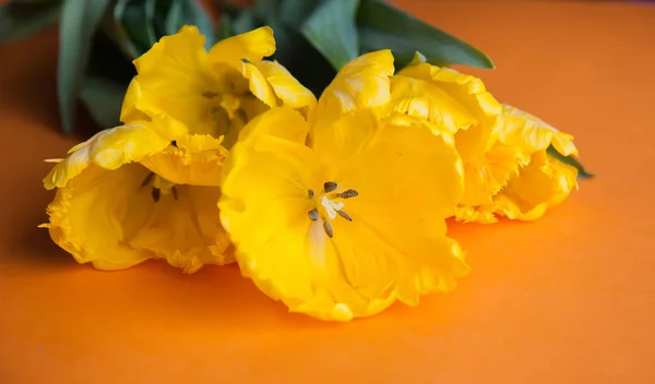 Tulipani gialli Close Up — Foto Stock