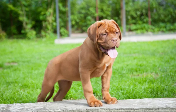 One puppy Dogue de Bordeaux — Stock Photo, Image