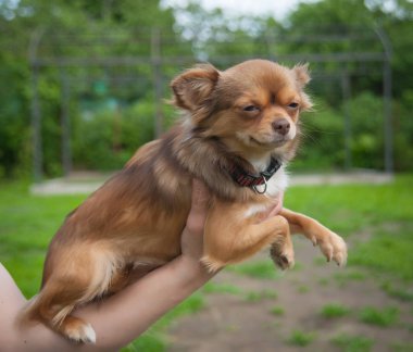 kollarında Chihuahua köpek yavrusu