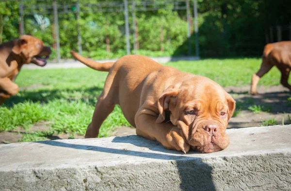 Un cachorro Dogue de Bordeaux — Foto de Stock