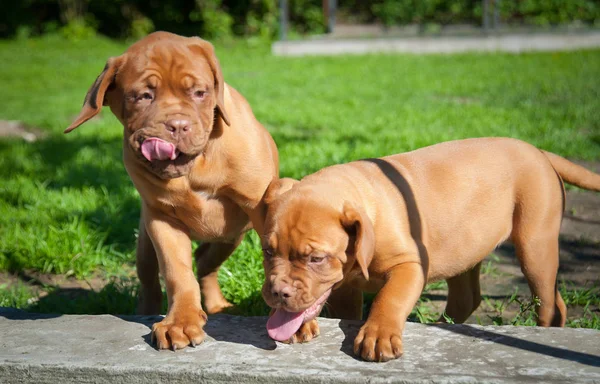 Two puppies Dogue de Bordeaux — Stock Photo, Image