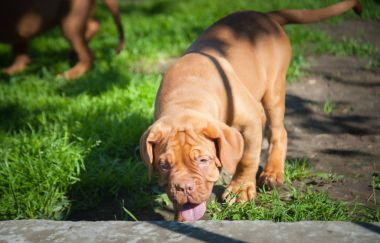 one puppy Dogue de Bordeaux
