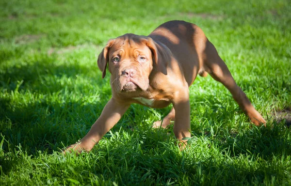 En hvalp Dogue de Bordeaux - Stock-foto