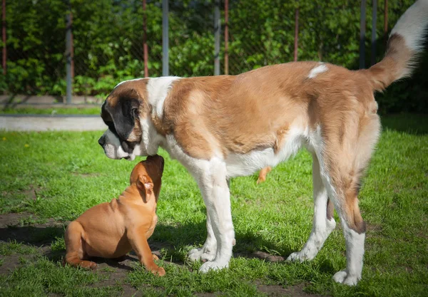 Serbernar perro y cachorro perro — Foto de Stock