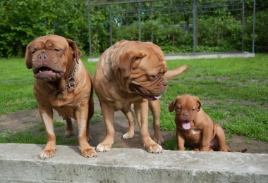 three  puppies Dogue de Bordeaux