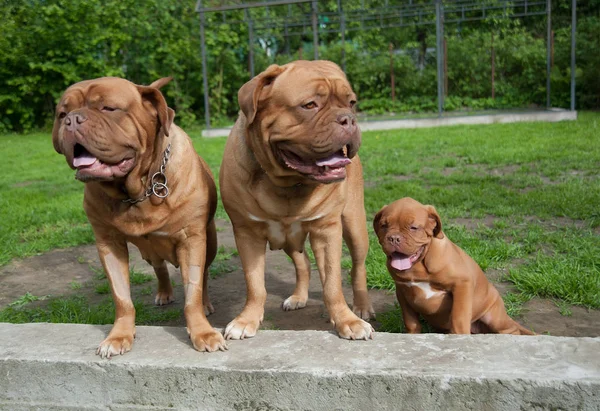 Tres cachorros Dogue de Bordeaux — Foto de Stock