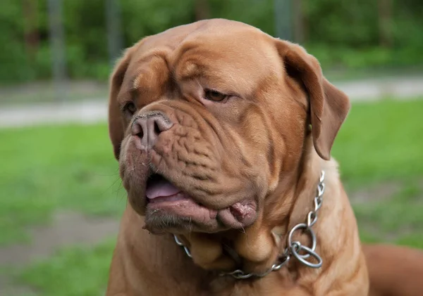 Portræt Dogue de Bordeaux - Stock-foto