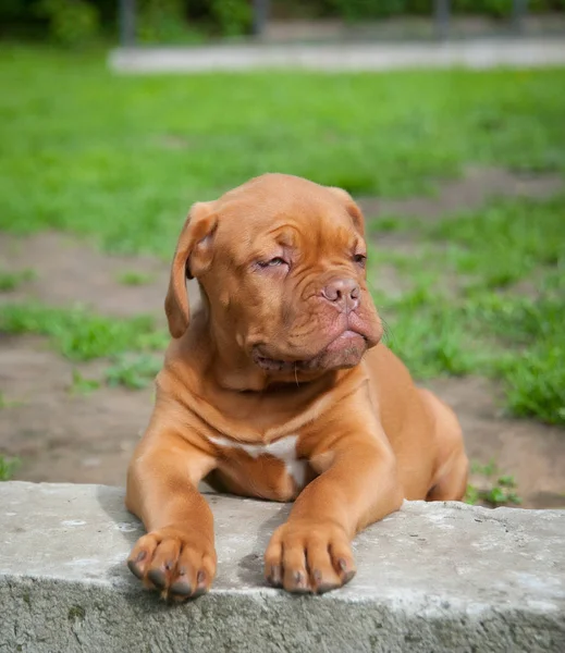 Один щенок Дог де Бордо — стоковое фото