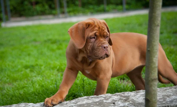 One puppy Dogue de Bordeaux — Stock fotografie