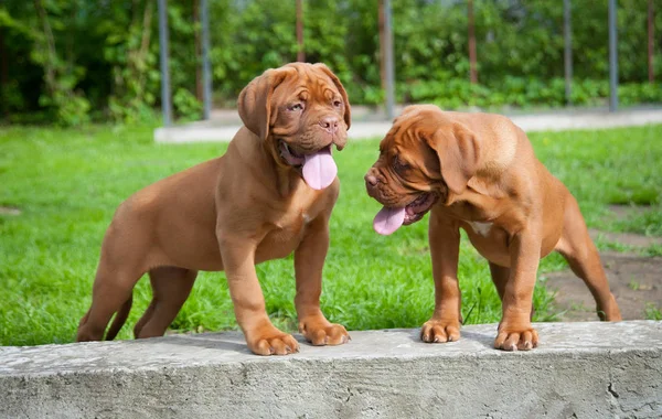 Dos cachorros Dogue de Bordeaux — Foto de Stock