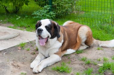 St. bernard köpeği