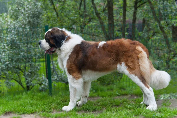 Dog St. Bernard — Stock Photo, Image