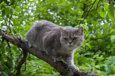 Yaz aylarında bir ağaçta kedi