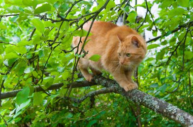 Yaz aylarında bir ağaçta kedi