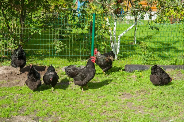 Många svart kyckling — Stockfoto