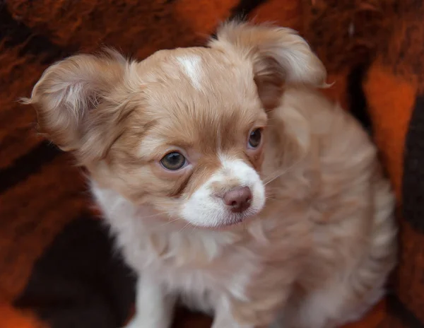 Un cachorro de Chihuahua — Foto de Stock