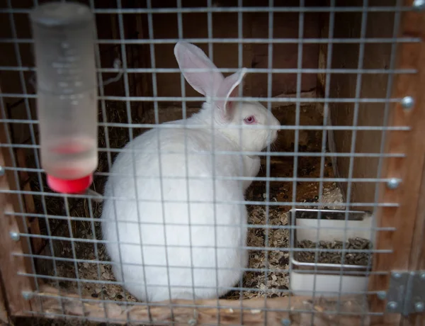 Kaninen i en bur — Stockfoto