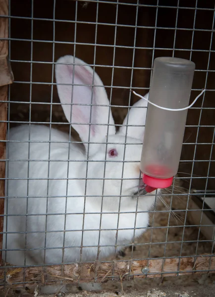 Rabbit in a cage Stock Picture