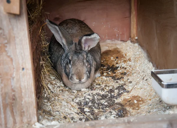 关在笼子里的兔子 免版税图库图片