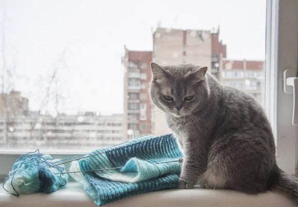 Graue Katze sitzt im Winter auf der Fensterbank — Stockfoto