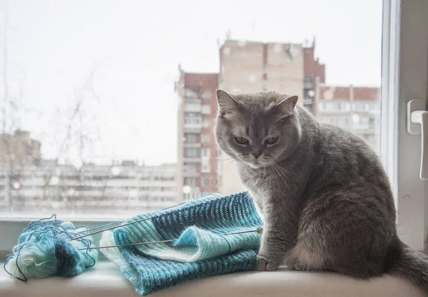 Серая кошка зимой сидит на подоконнике. — стоковое фото
