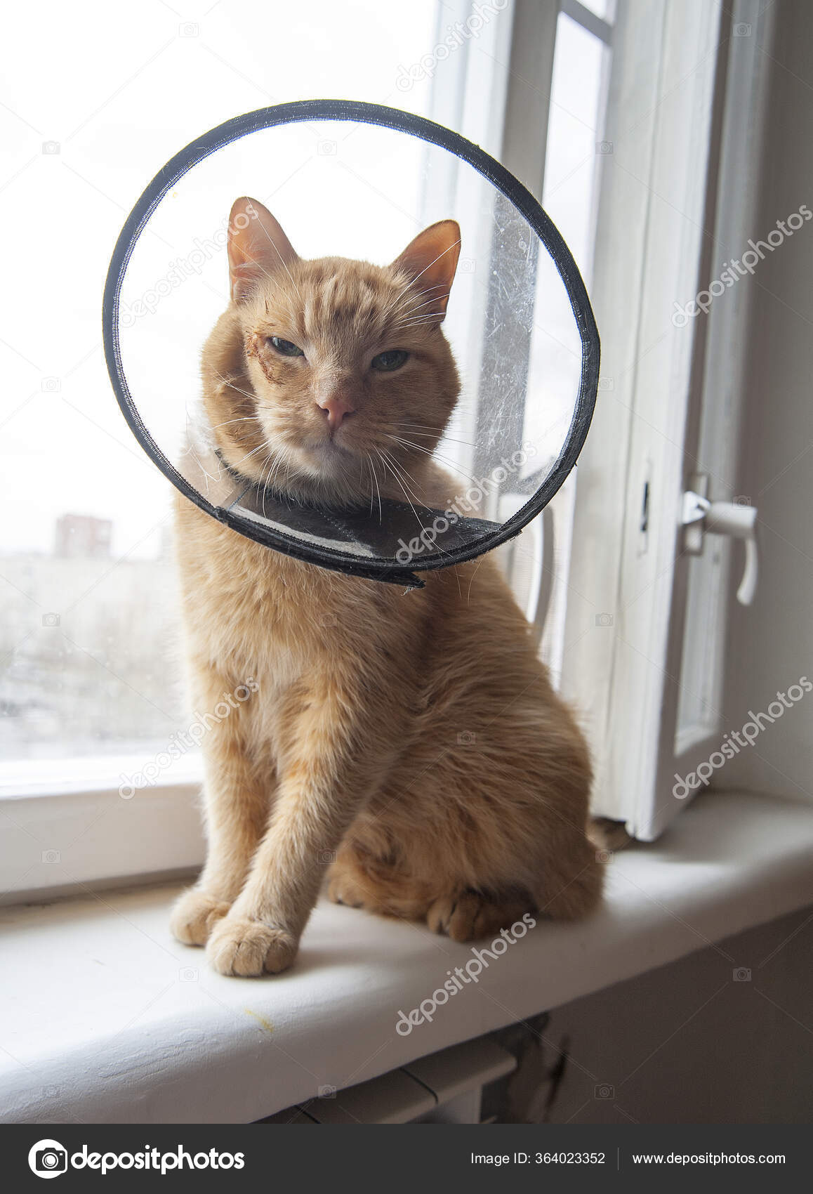 Hasta Kırmızı Kedi Ameliyattan Sonra Acı Çekiyor Koruyucu Tasma Takıyor