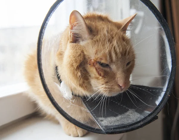 Sjuk Röd Katt Lider Efter Operation Och Bär Skyddande Krage Royaltyfria Stockfoton
